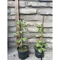 Ginkgo biloba 'China Pendula' - páfrányfenyő