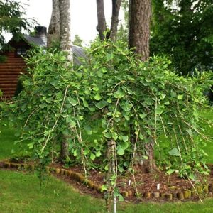 Ginkgo biloba 'China Pendula' (maidenhair tree)