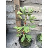 Ginkgo biloba 'China Pendula' - páfrányfenyő