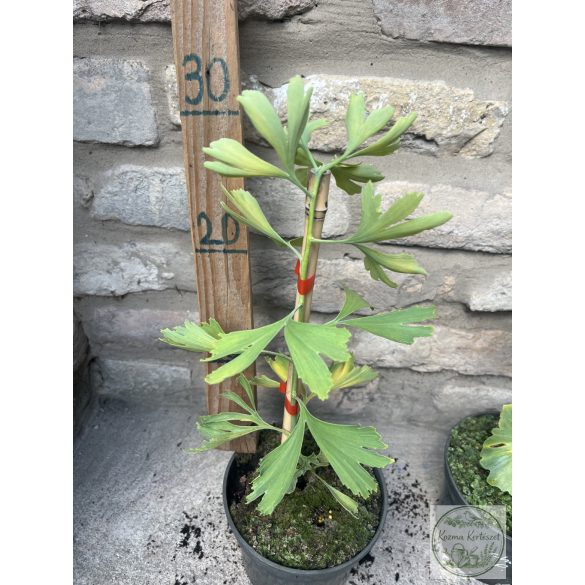 Ginkgo biloba 'China Pendula' - páfrányfenyő