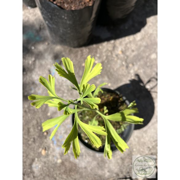 Ginkgo biloba 'China Pendula' - Ginkgo 'China Pendula'