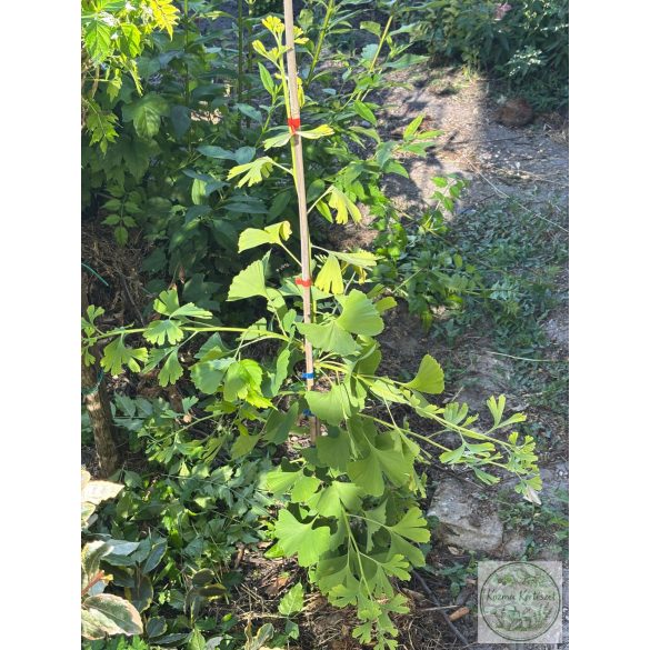 Ginkgo biloba 'China Pendula' - Ginkgo 'China Pendula'