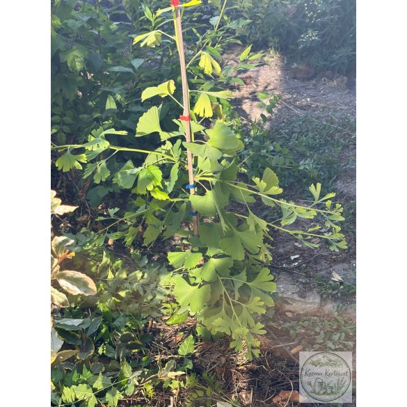 Ginkgo biloba 'China Pendula' - Ginkgo 'China Pendula'