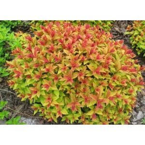 Spiraea japonica 'Goldflame' – Spirée japonaise 'Goldflame'