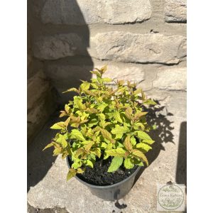 Spiraea japonica 'Goldflame' - gyöngyvessző