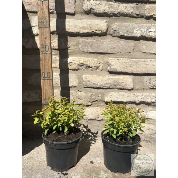 Spiraea japonica 'Goldflame' - gyöngyvessző