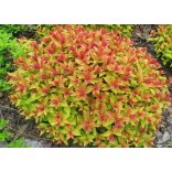 Spiraea japonica 'Goldflame' - gyöngyvessző