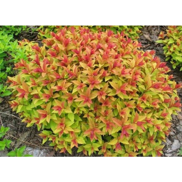 Spiraea japonica 'Goldflame' - gyöngyvessző