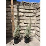 Lavandula x intermedia 'Grosso' – Lavande 'Grosso'