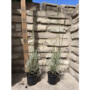 Lavandula x intermedia 'Grosso' – Lavande 'Grosso'