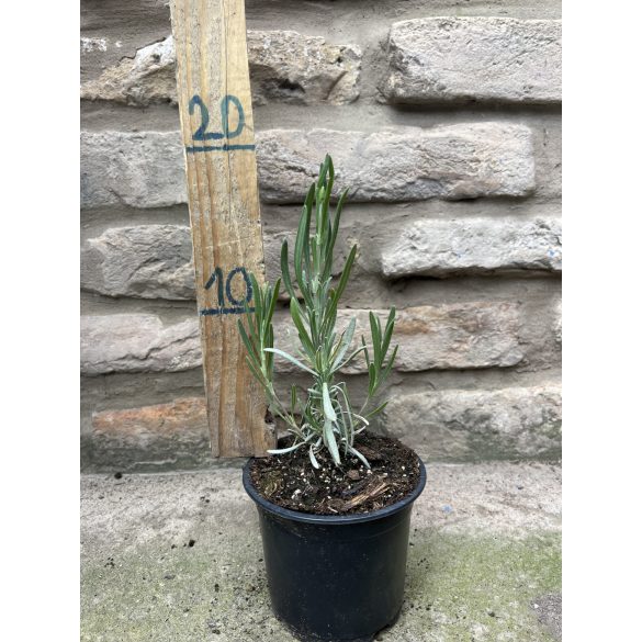 Lavandula x intermedia 'Grosso' – Lavande 'Grosso'