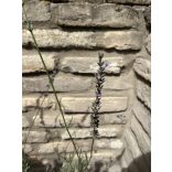 Lavandula x intermedia 'Grosso' – Lavande 'Grosso'