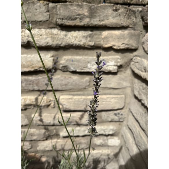 Lavandula x intermedia 'Grosso' – Lavande 'Grosso'