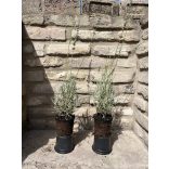 Lavandula x intermedia 'Grosso' – Lavande 'Grosso'