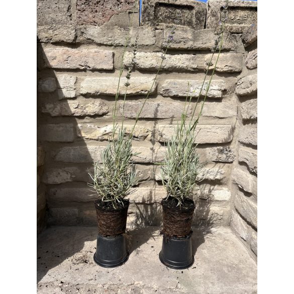 Lavandula x intermedia 'Grosso' – Lavande 'Grosso'