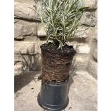 Lavandula x intermedia 'Grosso' – Lavande 'Grosso'