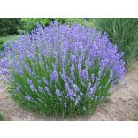 Lavandula x intermedia 'Grosso' – Lavande 'Grosso'