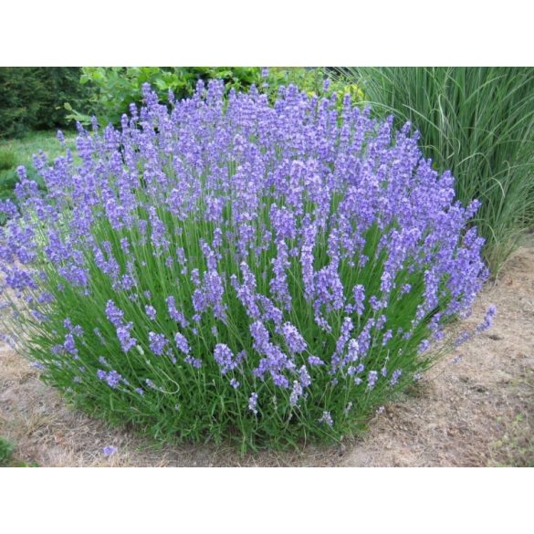 Lavandula x intermedia 'Grosso' – Lavande 'Grosso'