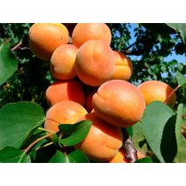   Kajszibarack, Sárgabarack – Ceglédi piroska – Prunus armeniaca