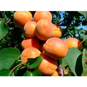 Kajszibarack, Sárgabarack – Ceglédi piroska – Prunus armeniaca