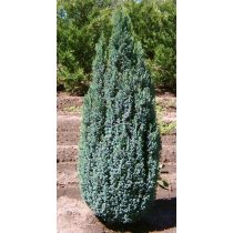 Chamaecyparis lawsoniana 'Ellwoodii' 