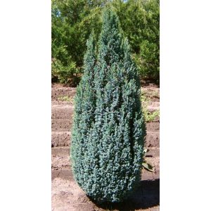 Chamaecyparis lawsoniana 'Ellwoodii' - cypress