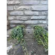 Vinca minor Alba – Fehér kis meténg - Méret: 10/20