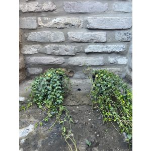 Vinca minor Alba – Fehér kis meténg - Méret: 10/20