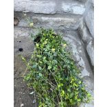 Vinca minor Alba – Fehér kis meténg - Méret: 10/20