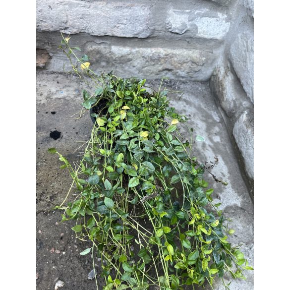 Vinca minor Alba – Fehér kis meténg - Méret: 10/20