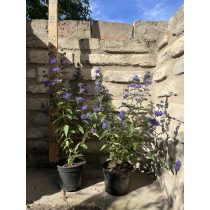   Caryopteris clandonensis 'Heavenly Blue' - Kínai kékszakáll - Méret: 40/60