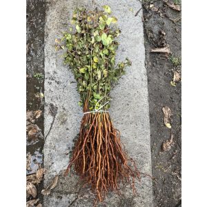 Vadkörte - Pyrus pyraster