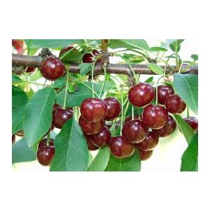Prunus cerasus 'Érdi bőtermő' – Cerisier 'Érdi bőtermő' (en conteneur)