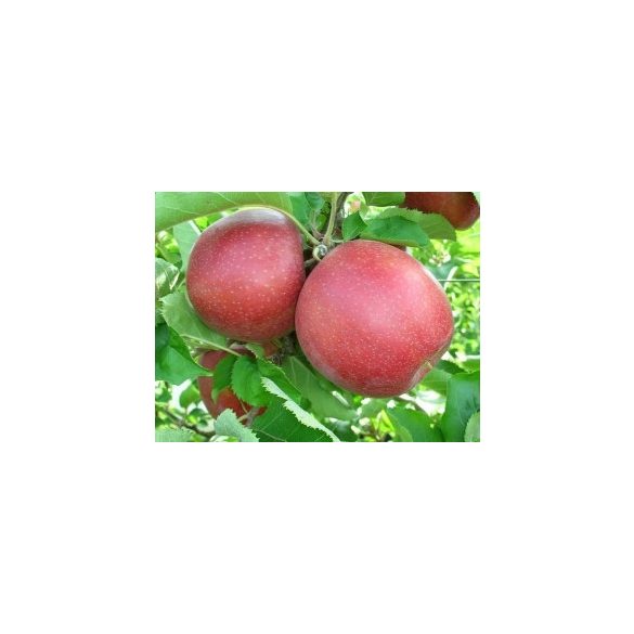 Téli alma - Florina - Malus - konténeres - Méret: 120/150