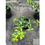 Kúszó kecskerágó – Euonymus fortunei – „Sunspot” Méret: 10/20