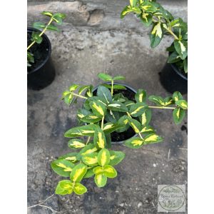 Kúszó kecskerágó – Euonymus fortunei – „Sunspot” Méret: 10/20