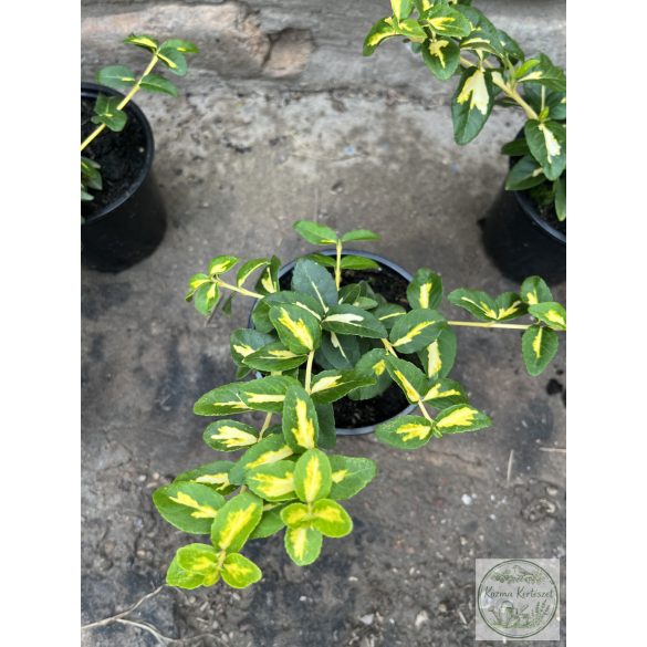 Kúszó kecskerágó – Euonymus fortunei – „Sunspot” Méret: 10/20
