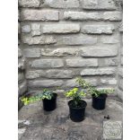 Kúszó kecskerágó – Euonymus fortunei – „Sunspot” Méret: 10/20