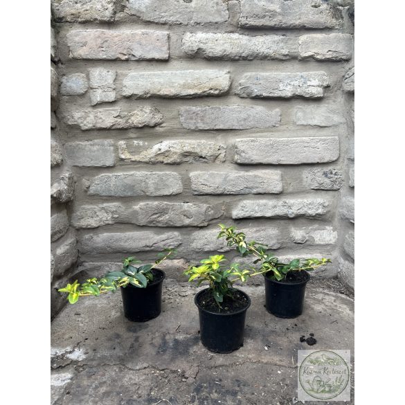 Kúszó kecskerágó – Euonymus fortunei – „Sunspot” Méret: 10/20
