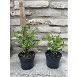 Cornus stolonifera 'Flaviramea' - Som 'Flaviramea'