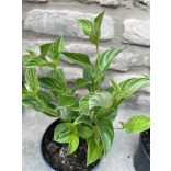 Cornus stolonifera 'Flaviramea' - Som 'Flaviramea'