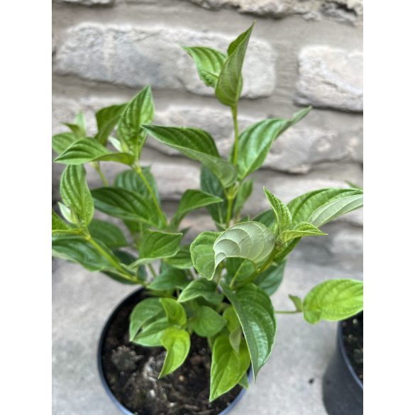 Cornus stolonifera 'Flaviramea' - Som 'Flaviramea'