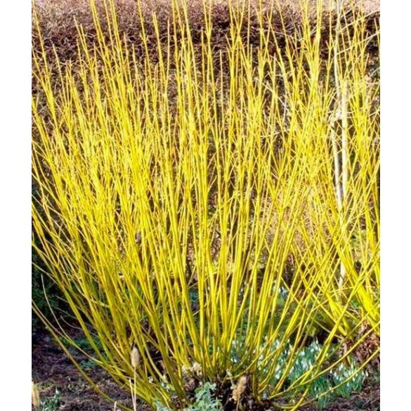 Cornus stolonifera 'Flaviramea' - Som 'Flaviramea'