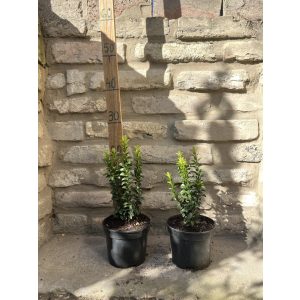 Oszlopos Japán Kecskerágó – Euonymus japonicus „Benkomasaki”