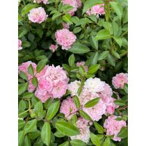 Rózsa – Rosa – „The Fairy” – Talajtakaró rózsa 