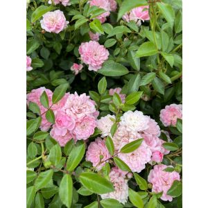 Rózsa – Rosa – „The Fairy” – Talajtakaró rózsa 