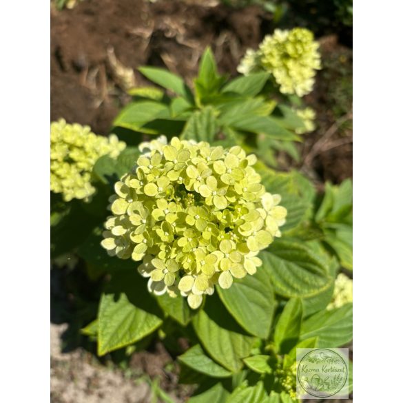 Hydrangea arborescens – hortenzia