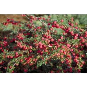 Cotoneaster microphyllus 'Streib's Findling' - madárbirs
