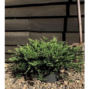 Juniperus horizontalis 'Prince of Wales' - terülő boróka
