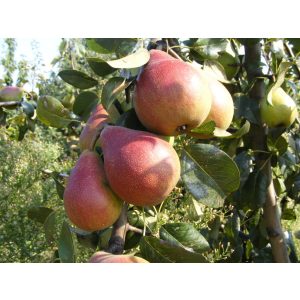 Őszi körte – Clapp kedveltje – Pyrus